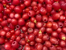 Attēlu rezultāti vaicājumam “Taxus baccata fruit”