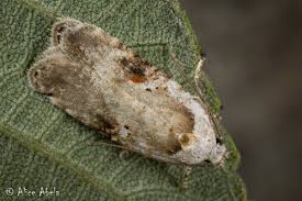 Attēlu rezultāti vaicājumam “Agonopterix alstromeriana”