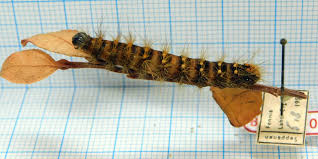 Attēlu rezultāti vaicājumam “Acronicta auricoma larva”