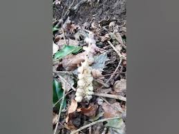 Attēlu rezultāti vaicājumam “Lathraea squamaria fruit”