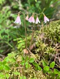 Attēlu rezultāti vaicājumam “Linnaea borealis flower”