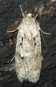 Attēlu rezultāti vaicājumam “Semioscopis avellanella imago”