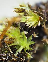 Attēlu rezultāti vaicājumam “Bryum moravicum”