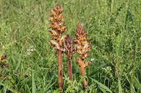 Attēlu rezultāti vaicājumam “Orobanche reticulata”
