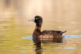 Image result for Aythya fuligula