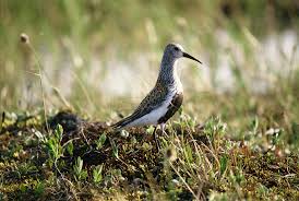 Attēlu rezultāti vaicājumam “Calidris alpina”
