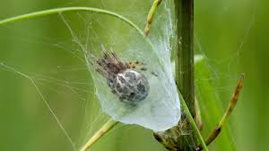 Attēlu rezultāti vaicājumam “Larinioides cornutus”