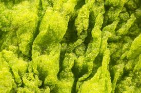 Attēlu rezultāti vaicājumam “Cyanophyta”