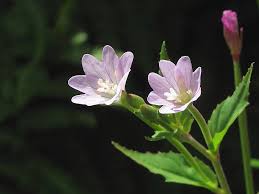 Attēlu rezultāti vaicājumam “Epilobium montanum flower”