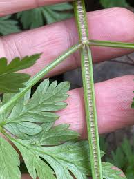 Attēlu rezultāti vaicājumam “Anthriscus sylvestris leaf”