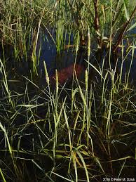 Attēlu rezultāti vaicājumam “Alopecurus aequalis”