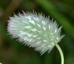 Attēlu rezultāti vaicājumam “Trifolium arvense”