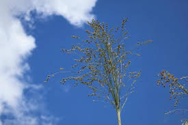 Attēlu rezultāti vaicājumam “Orobanche coerulescens”