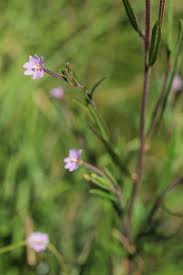 Attēlu rezultāti vaicājumam “Epilobium palustre”