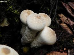 Attēlu rezultāti vaicājumam “Lycoperdon perlatum”