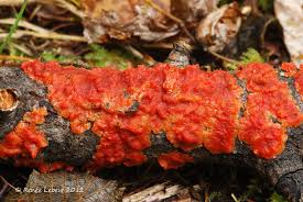 Attēlu rezultāti vaicājumam “Cytidia salicina”