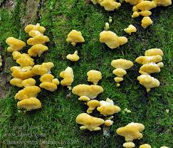 Attēlu rezultāti vaicājumam “Climacocystis borealis”