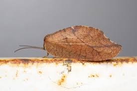 Attēlu rezultāti vaicājumam “Drepanepteryx phalaenoides”