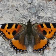 Image result for Small Tortoiseshell