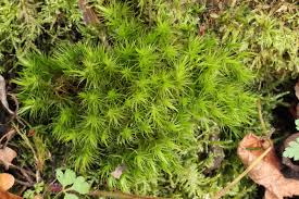 Attēlu rezultāti vaicājumam “Dicranum polysetum”