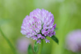Attēlu rezultāti vaicājumam “Trifolium pratense flower”
