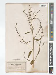 Attēlu rezultāti vaicājumam “Atriplex littoralis leaf”