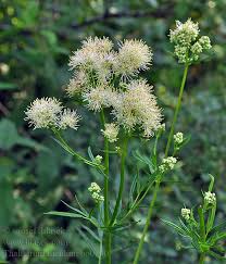 Attēlu rezultāti vaicājumam “Thalictrum lucidum”