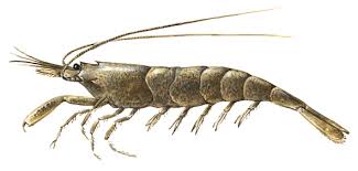 Attēlu rezultāti vaicājumam “Crangon crangon”