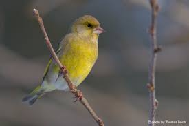 Attēlu rezultāti vaicājumam “Chloris chloris male”