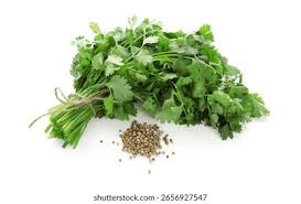 Image result for Koriander