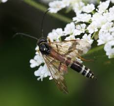 Attēlu rezultāti vaicājumam “Cephalozia bicuspidata sporophyte”