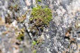 Attēlu rezultāti vaicājumam “Hymenostylium recurvirostrum macro”