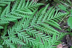 Attēlu rezultāti vaicājumam “Botrychium virginianum”