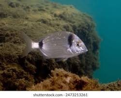 Image result for Schedophilus ovalis