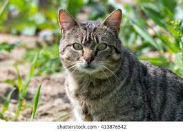 Attēlu rezultāti vaicājumam “Felis silvestris catus adult”