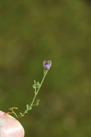 Attēlu rezultāti vaicājumam “Vicia lathyroides”