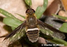 Attēlu rezultāti vaicājumam “Exoprosopa capucina”