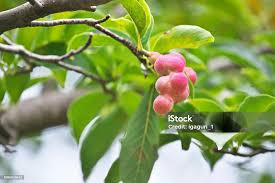 Attēlu rezultāti vaicājumam “Magnolia kobus fruit”