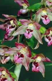 Attēlu rezultāti vaicājumam “Epipactis helleborine flower”