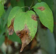 Attēlu rezultāti vaicājumam “Clematis leaf”