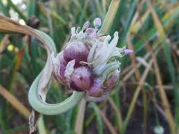 Attēlu rezultāti vaicājumam “Allium sativum bud”