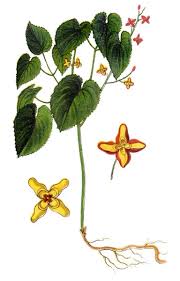 Attēlu rezultāti vaicājumam “Epimedium alpinum”