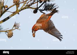 Attēlu rezultāti vaicājumam “Loxia pytyopsittacus male”