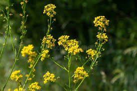 Attēlu rezultāti vaicājumam “Bunias orientalis flower”