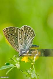 Attēlu rezultāti vaicājumam “Maculinea teleius underside”