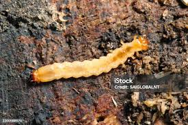 Attēlu rezultāti vaicājumam “Cucujus cinnaberinus larva”