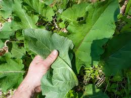 Attēlu rezultāti vaicājumam “Arctium”