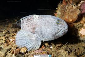 Image result for Anarhichas minor