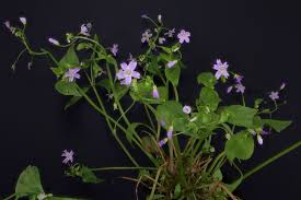 Attēlu rezultāti vaicājumam “Claytonia sibirica flower”