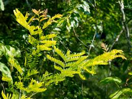 Attēlu rezultāti vaicājumam “Gleditsia triacanthos”